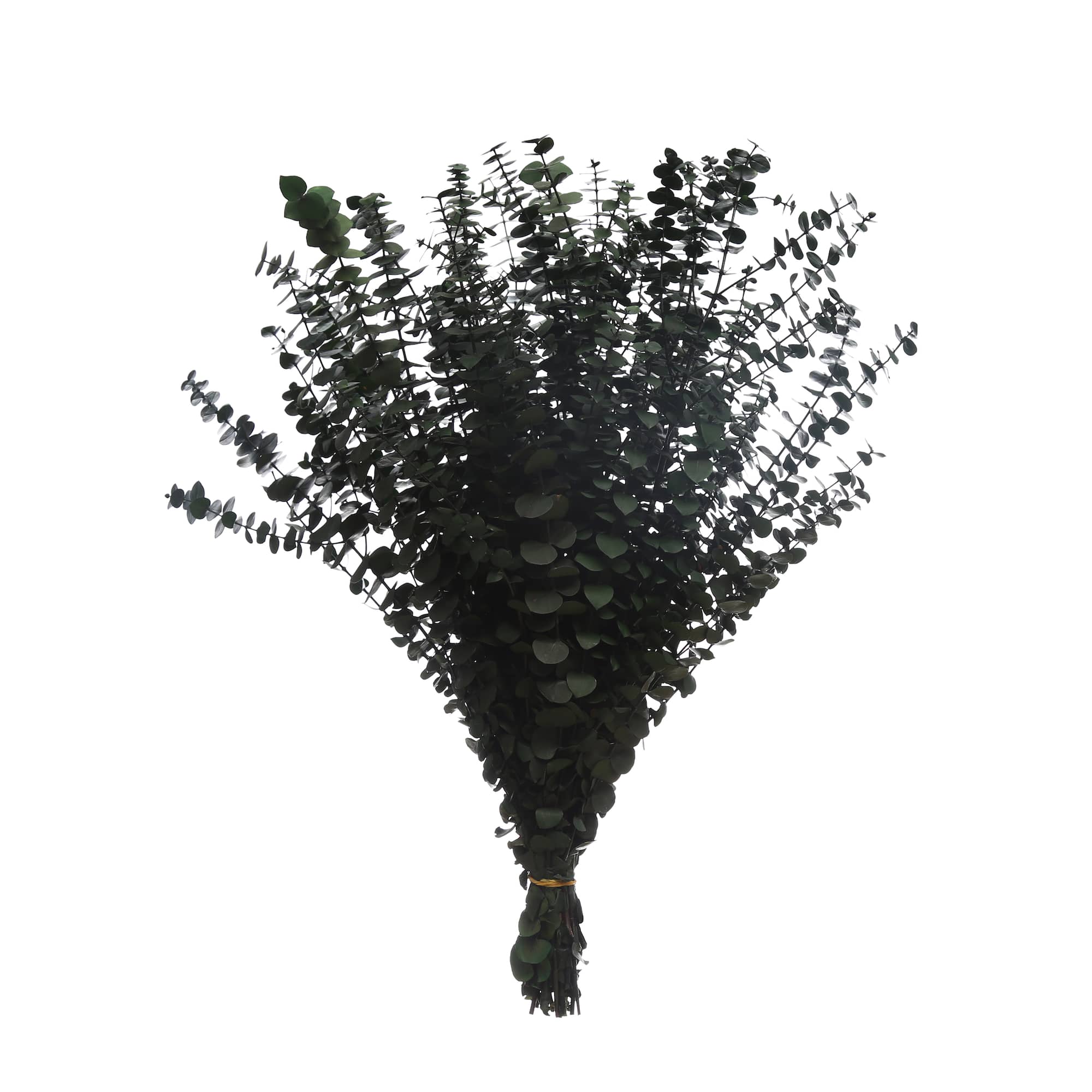 Dark Green Dried Eucalyptus Bundle by Ashland
